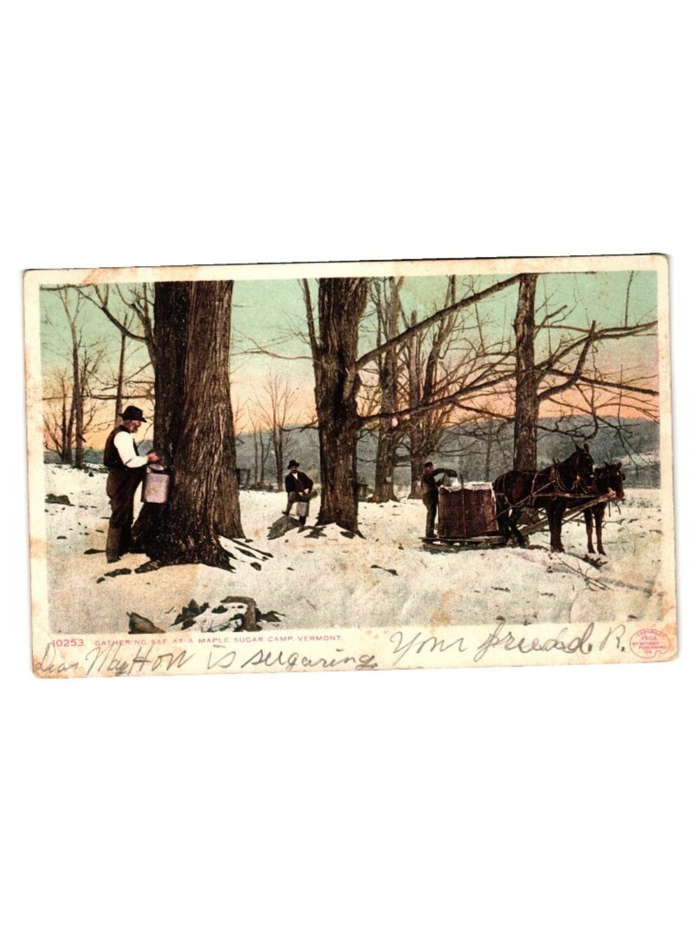 Antique 1906 Maple Sugaring Postcard Vermont Tree Tapping Horse Gathering Scene